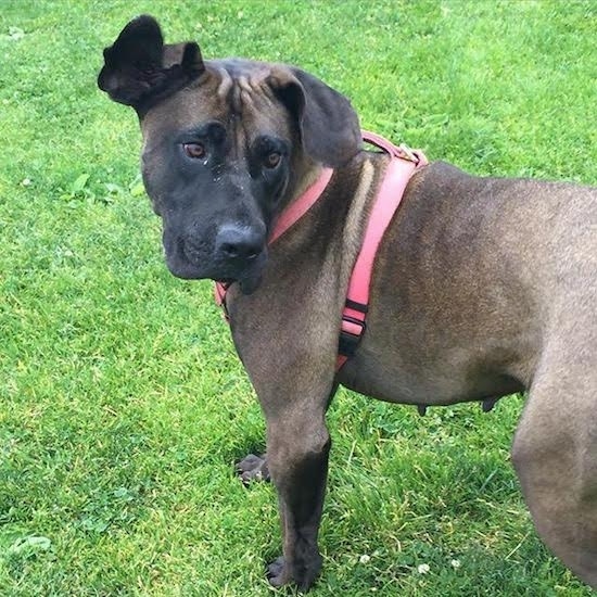 A brown and black large breed dog standing outside in the grass looking back behind itself wearing a pink harness. The dogs ears hang down to the sides and are wide but short. One ear is folded down neatly and the other is sticking out to the side. Its eyes are brown and nose is black.
